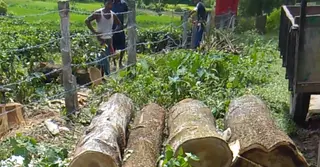 মৌলভীবাজারের শমশেরনগর চা বাগান থেকে বিলীন হচ্ছে ছায়াবৃক্ষ